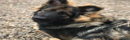 German Shepherd dogs for sale: KC Registered German Shepard Boy 🐾🐾🐾 - Advert 4