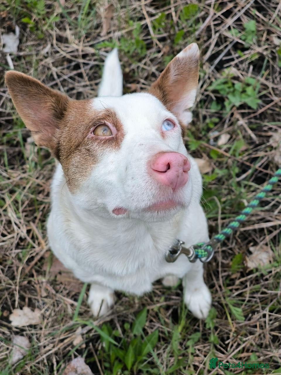 Mixed Breed dogs ❤️🐶 PEPPA– SHE LIGHTS UP EVERY COMPANY - Advert 12