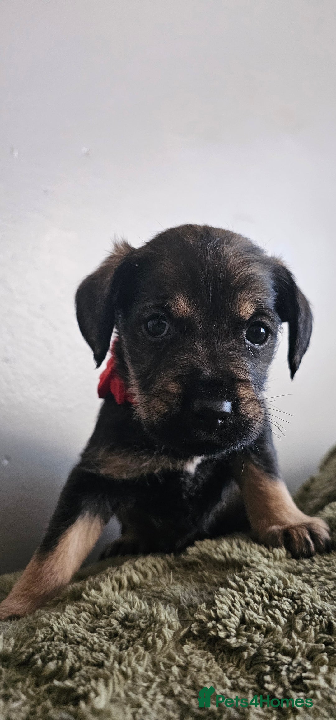 Schnoodle dogs for sale: Perfect schnoodles - Advert 14