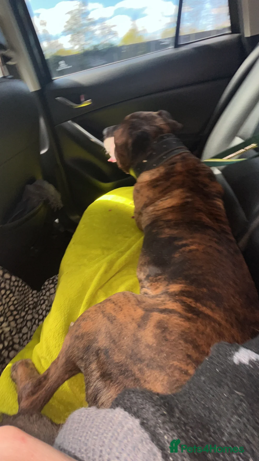 Mixed Breed dogs for sale: Male staffy cross - Advert 3