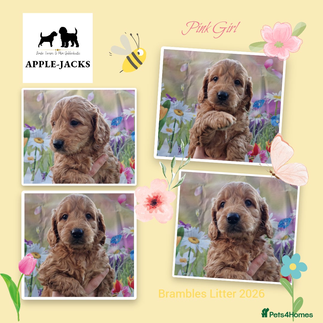 Mini Goldendoodle dogs Miniature Goldendoodle puppies available - Advert 6