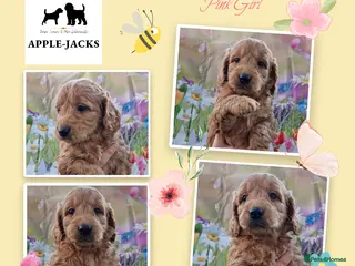 Mini Goldendoodle dogs Miniature Goldendoodle puppies available - Advert 6