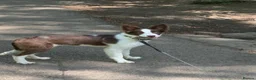 Border Collie dogs for sale: Border Collie for Sale in Sheffield - Advert 2