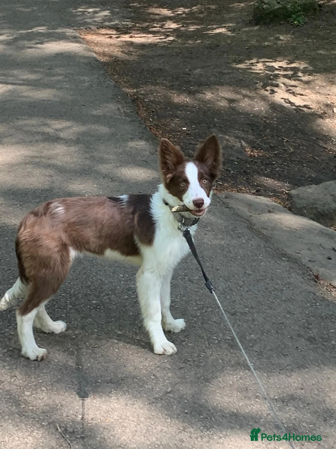 Border Collie dogs for sale: Border Collie for Sale in Sheffield - Advert 2