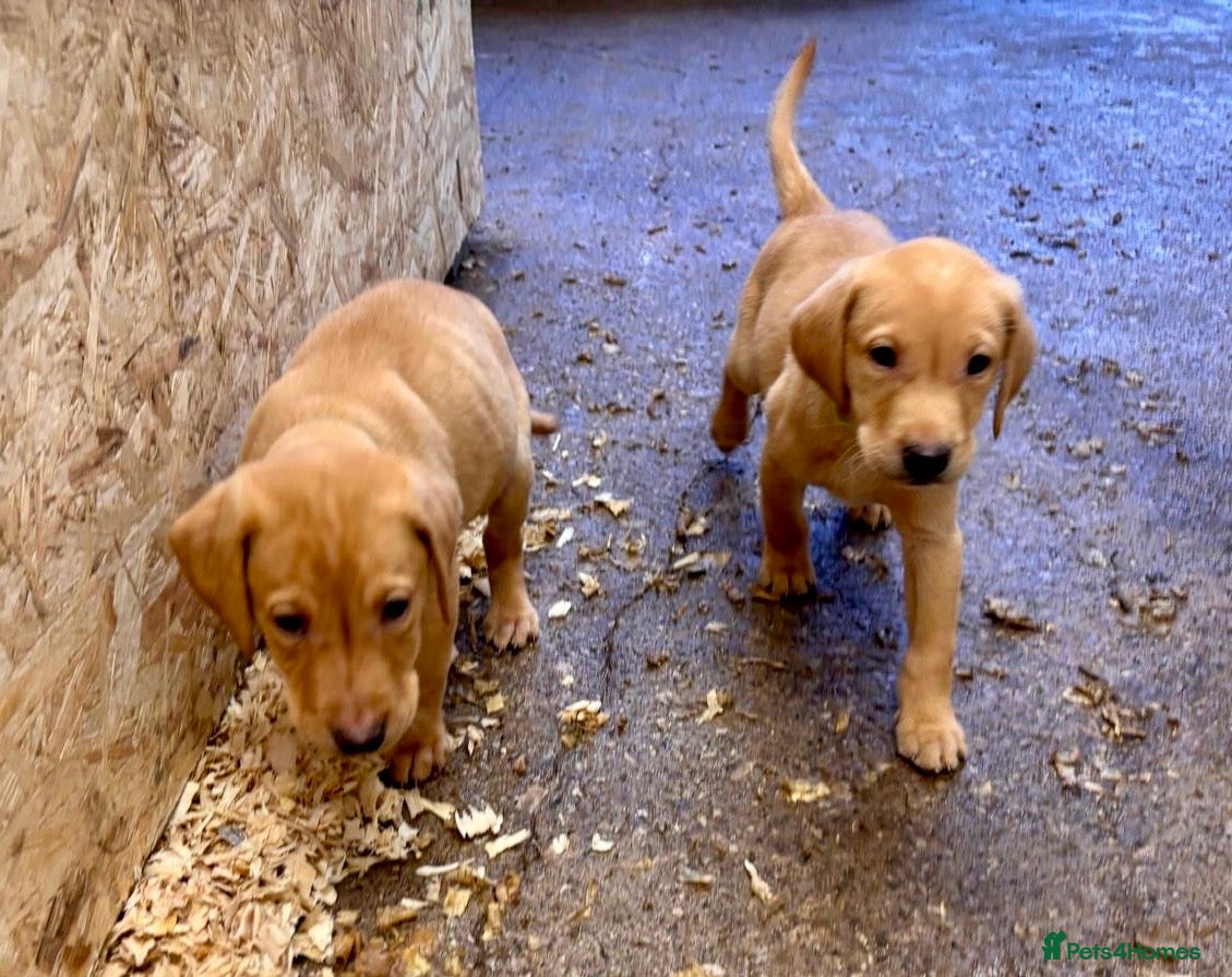 Labrador Retriever dogs Ready now! 2 Gorgeous KC Reg Labradors boys left - Advert 4