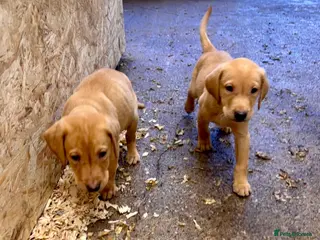 Labrador Retriever dogs Ready now! 2 Gorgeous KC Reg Labradors boys left - Advert 4