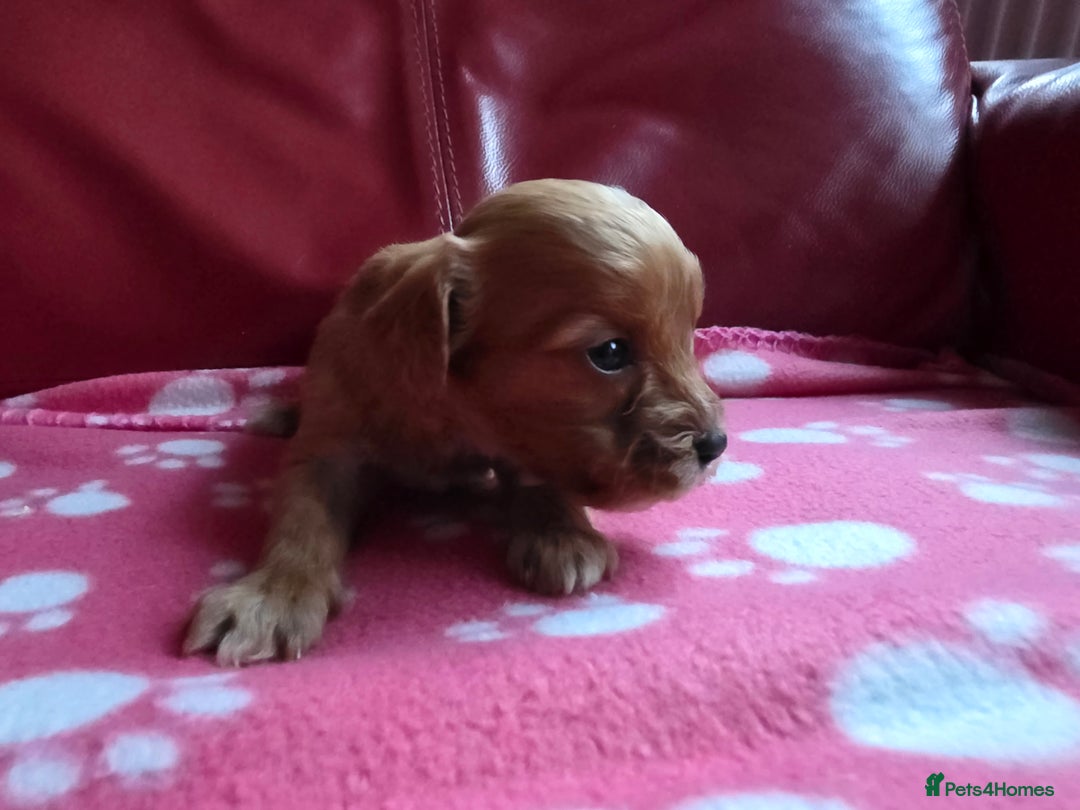 Cavapoo dogs for sale: F1 cavapoos  - Advert 3