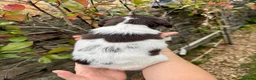 English Springer Spaniel dogs for sale: Liver & White English Springer Spaniel Puppies in Delabole - Advert 13