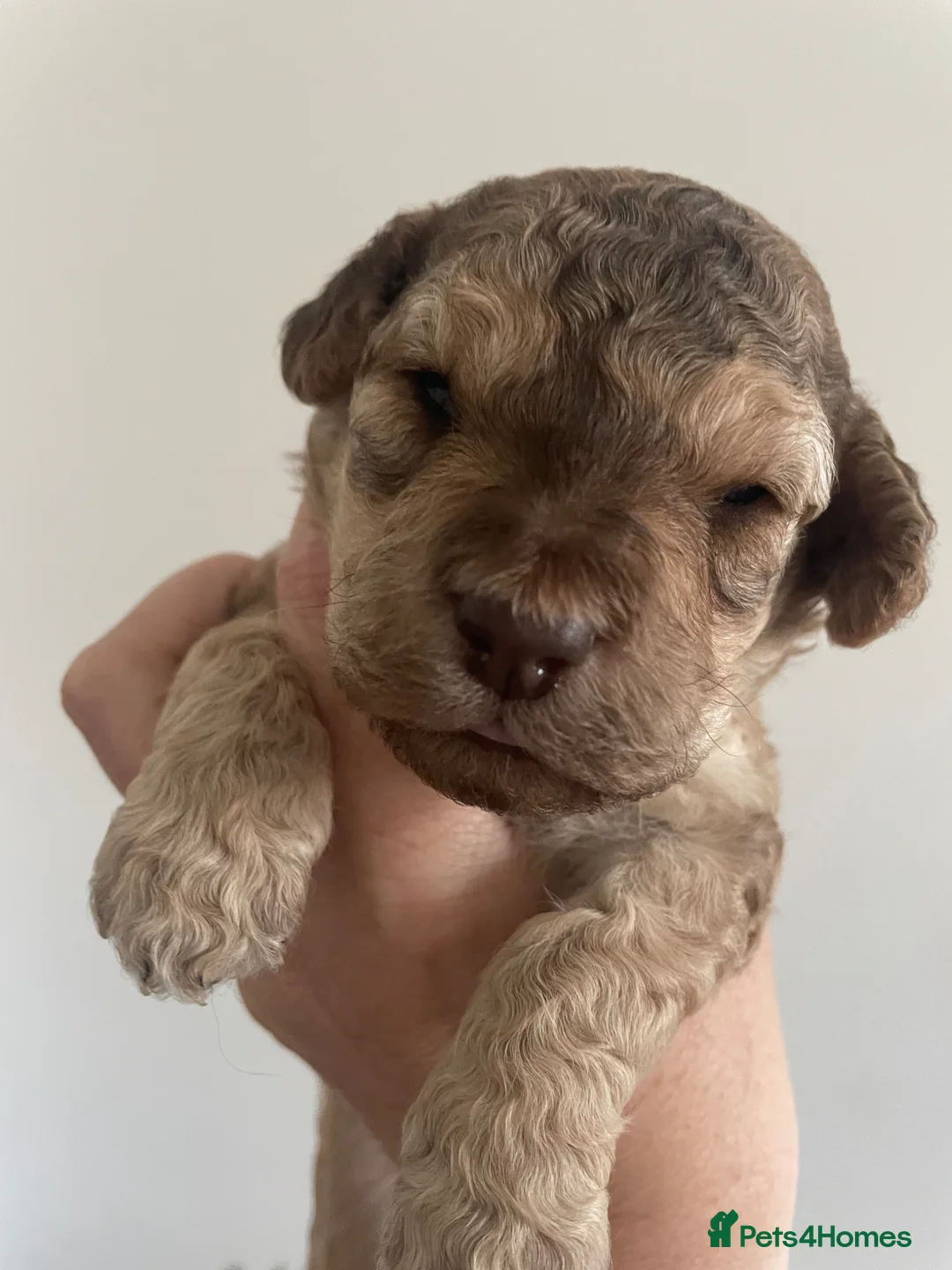 Cockapoo dogs for sale: Beautiful cockapoo puppies for sale ready 18/jun  - Advert 2