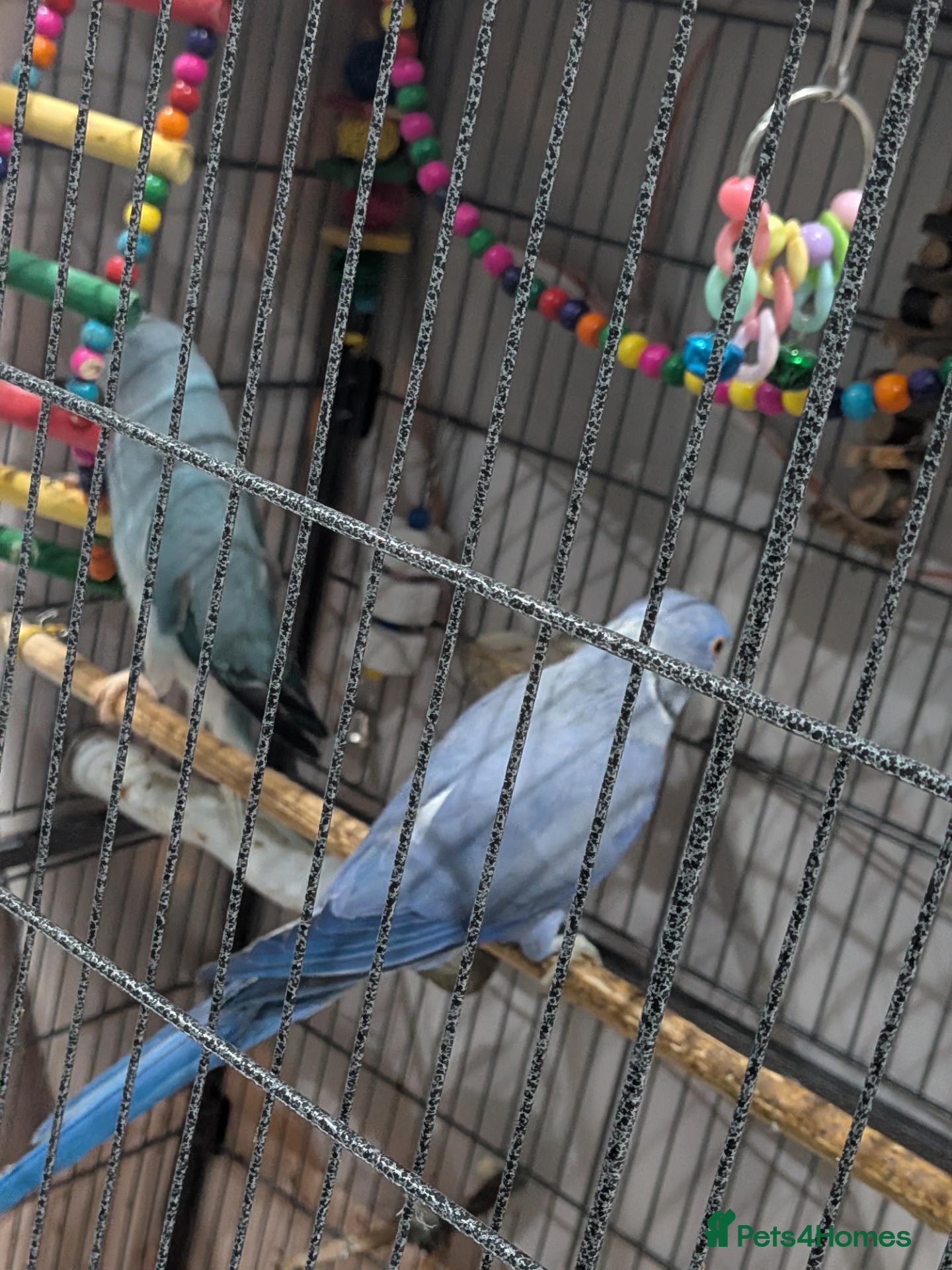 Ringnecks birds for sale: Breeding pair of violet and blue + CAGE - Advert 2