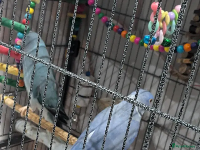 Ringnecks birds for sale: Breeding pair of violet and blue + CAGE - Advert 2