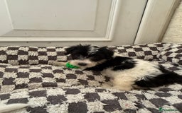 Mixed Breed dogs for sale: 4beautiful terrierxGerman ShepherdxLabrador puppy - Image 9