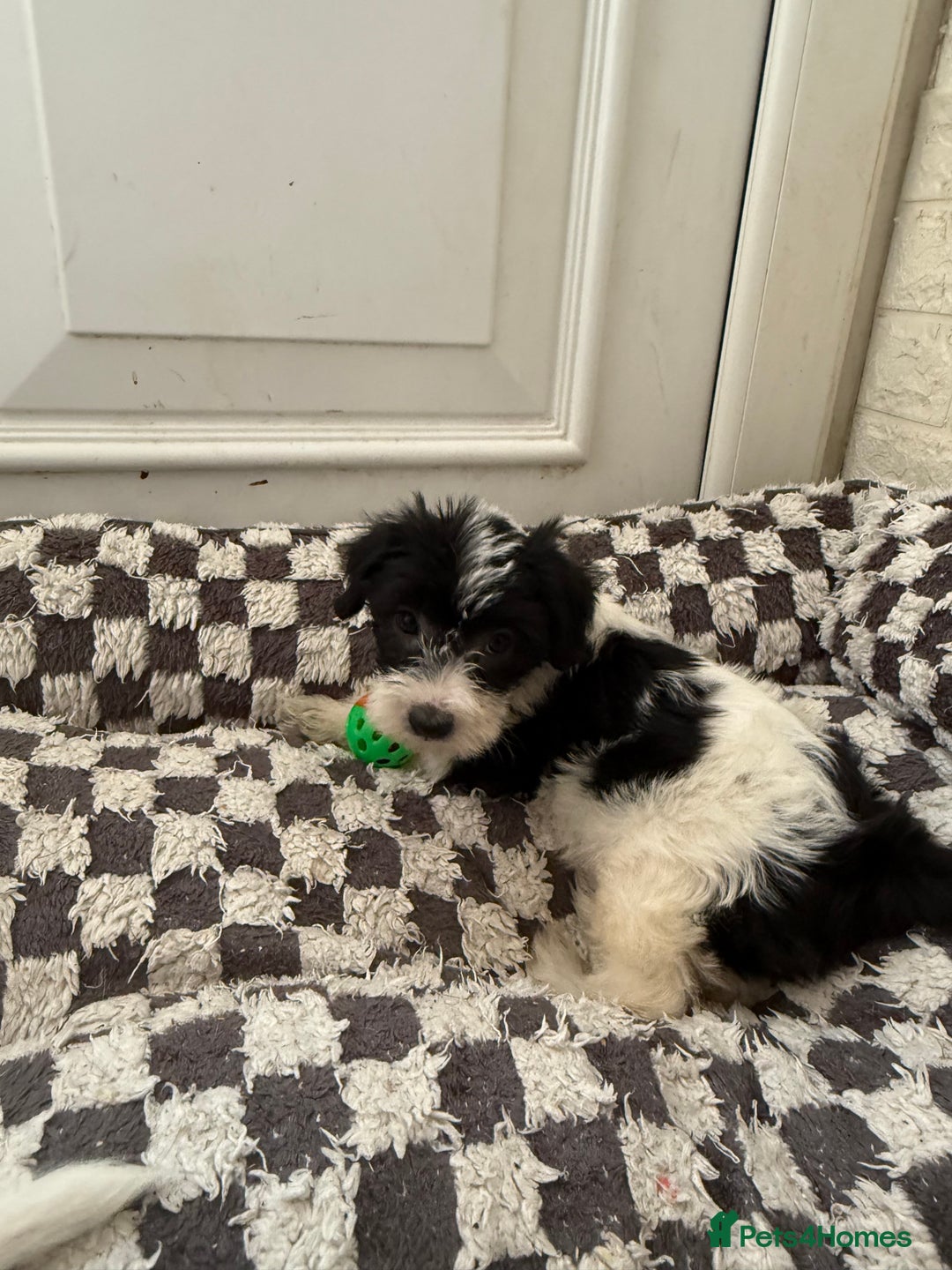 Mixed Breed dogs for sale: 4beautiful terrierxGerman ShepherdxLabrador puppy - Image 9