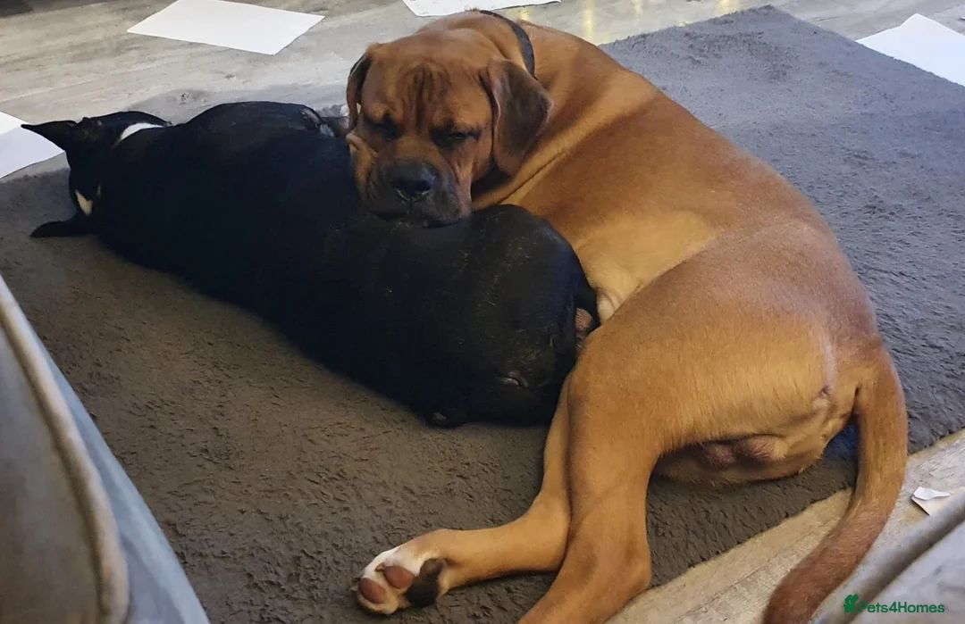 Mixed Breed dogs for sale: Rusty in Stoke-on-Trent - Advert 5