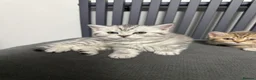 British Shorthair cats for sale: Last 2 kitten available  - Advert 8