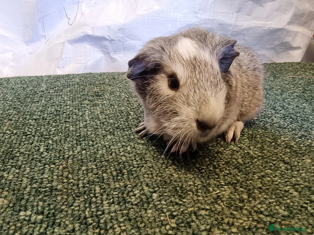 Guinea Pig rodents for sale: Guinea pigs  in Usk - Advert 2