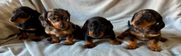 Miniature Dachshund dogs for sale: Beautiful Miniature Dachshund Puppies For Sale - Advert 4