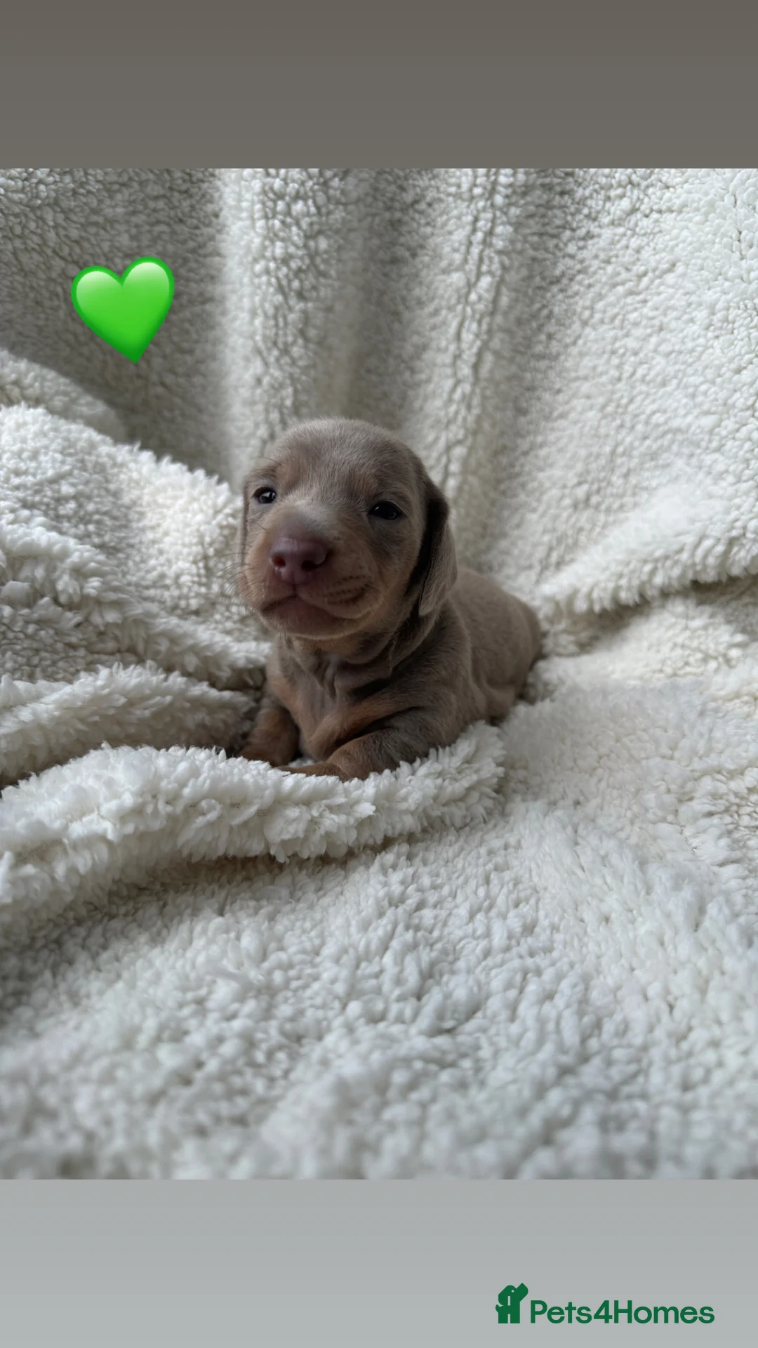 Miniature Dachshund dogs for sale: *READY TO LEAVE* 2 Mini Isabella Piebald Doxies - Advert 19