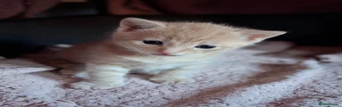 Mixed Breed Kitten 1