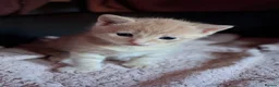 Mixed Breed cats for sale: 2 beautiful kittens for sale - Advert 2