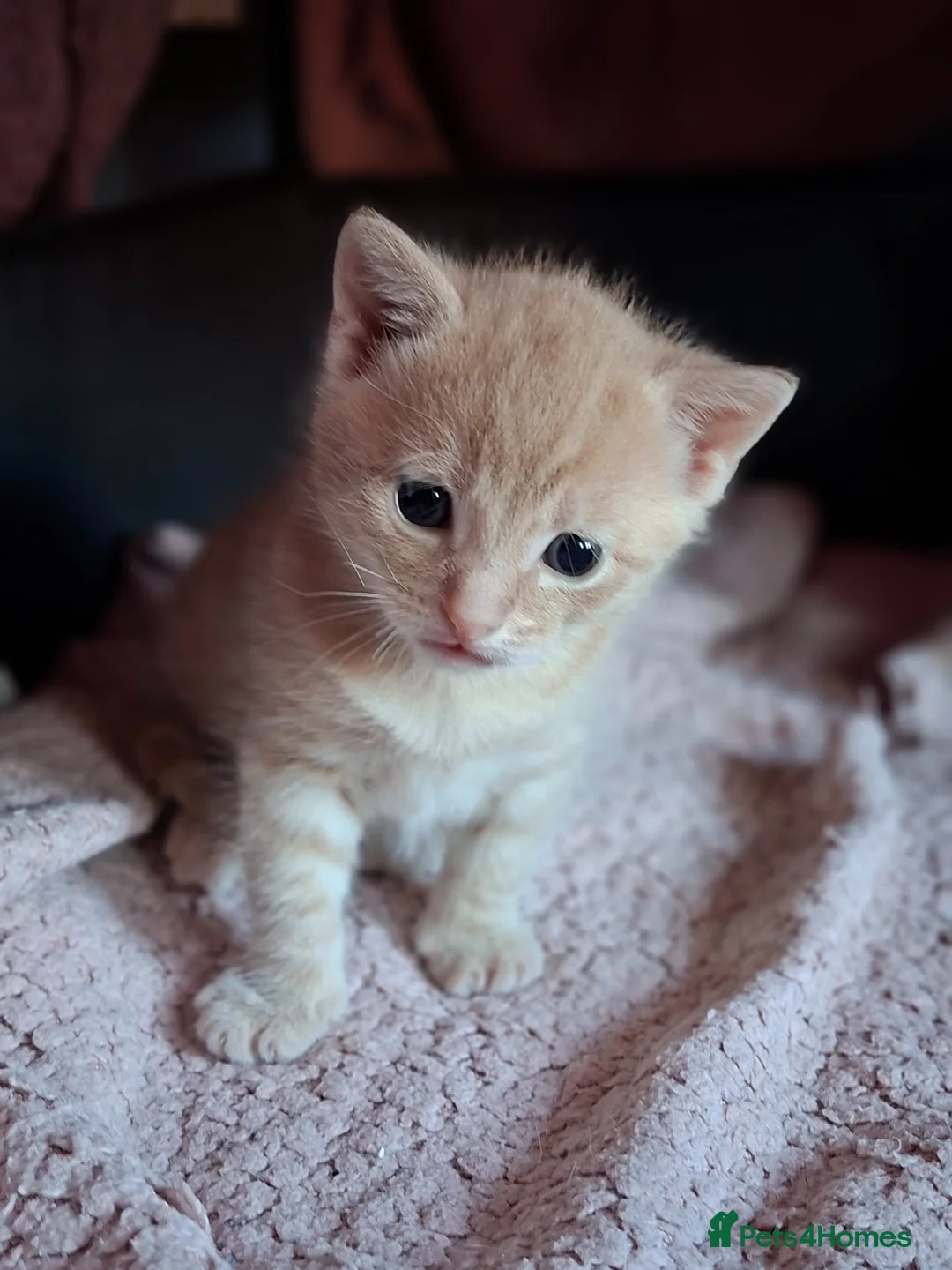 Mixed Breed cats for sale: 2 beautiful kittens for sale - Advert 2