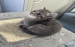 Scottish Fold cats for sale: Scottish fold kittens - Image 2