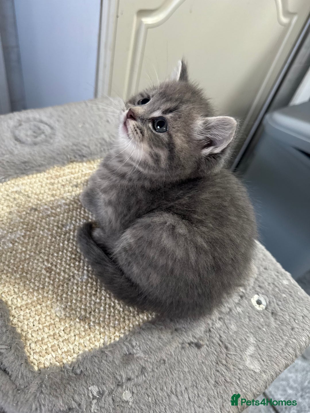 Scottish Fold cats for sale: Scottish fold kittens - Image 2