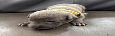 Puppy 5 (yellow collar)