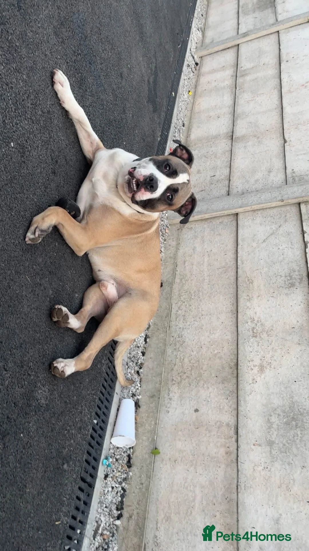 Mixed Breed dogs for sale: Buster - Advert 2