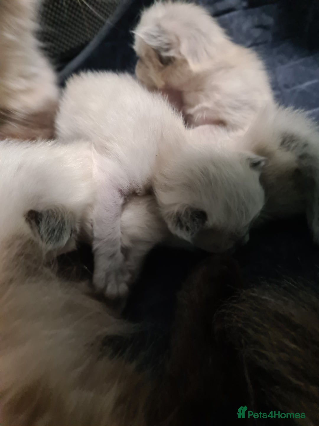 Ragdoll cats for sale: Radgoll kittens  - Advert 3
