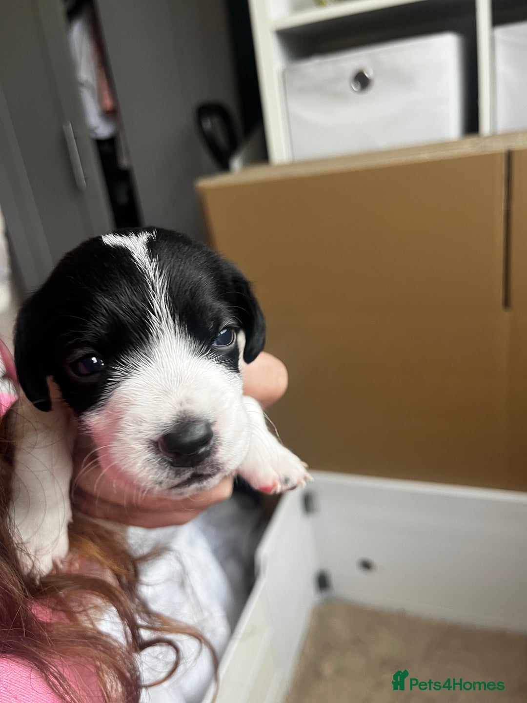 Mixed Breed dogs for sale: Cockerjacks - Image 3