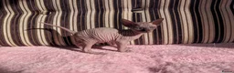 Sphynx cats for sale: Ready for reservation  - Advert 12