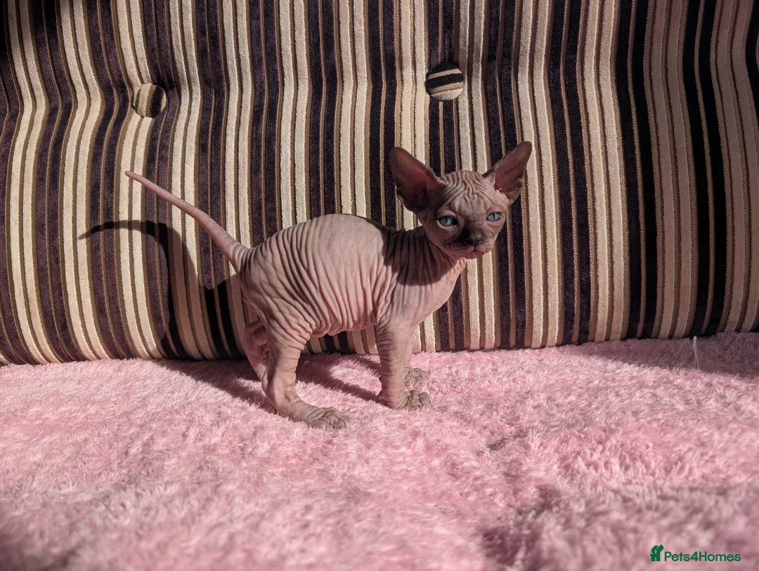 Sphynx cats for sale: Ready for reservation  - Advert 12