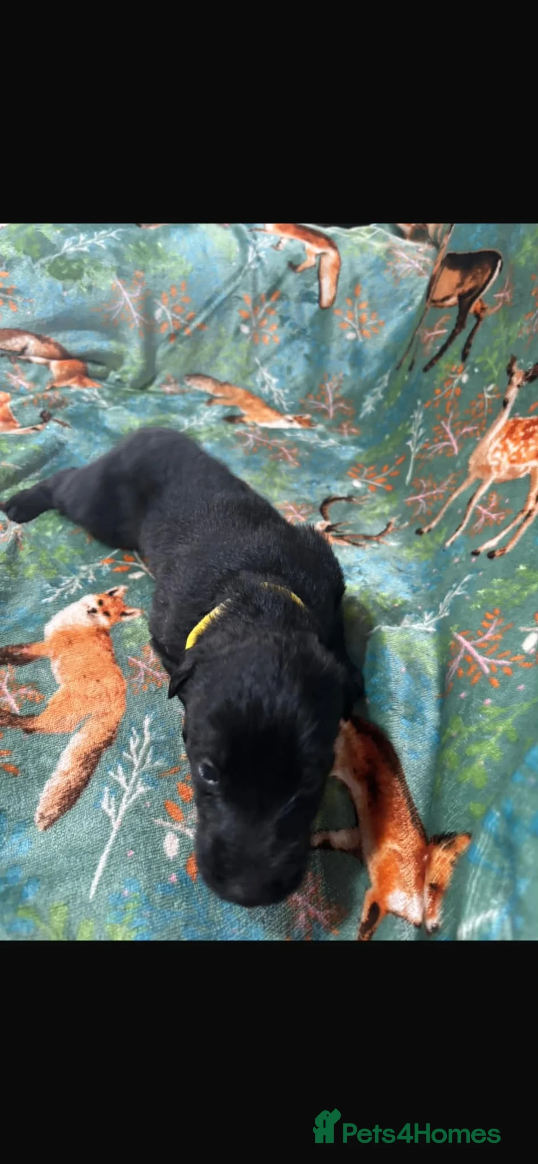 Lurcher dogs for sale: Lurchers puppy merle  - Advert 14