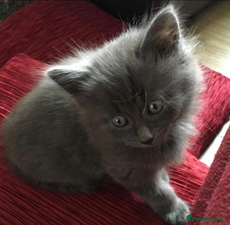 Mixed Breed cats Little grey kitten - Advert 2