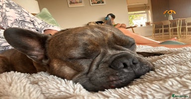 French Bulldog dogs - Advert 2