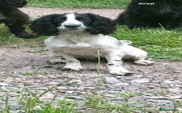 Cocker Spaniel dogs for sale: Cocker Spaniel Puppies - Image 9