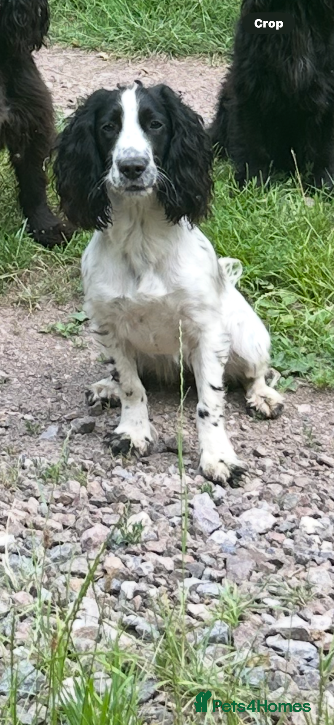 Cocker Spaniel dogs for sale: Cocker Spaniel Puppies - Image 9