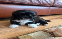 Shih Tzu dogs for sale: Teddy 5 months old Shih Tzu  - Image 7