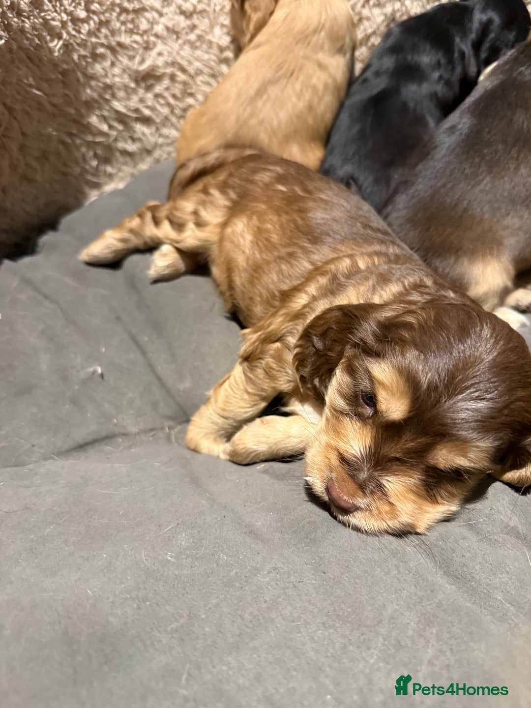 Cocker Spaniel dogs for sale: Wonderful show type cocker spaniels - Image 15