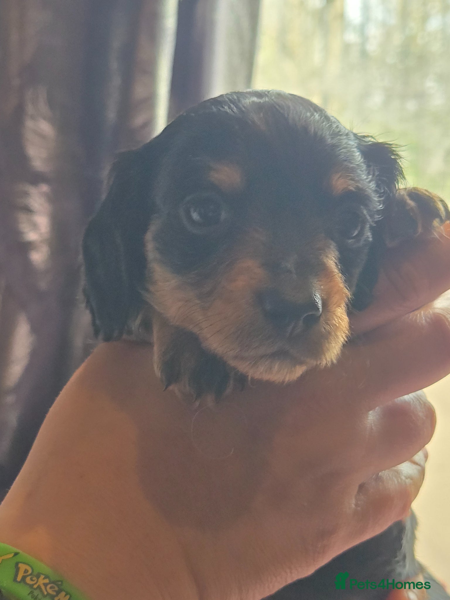 Dachshund dogs for sale: 5 gorgeous dachshund puppies for loving homes in Ludlow - Advert 29