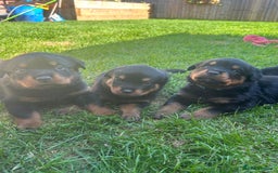 Rottweiler dogs for sale: KC Registered Rottweiler Puppies - Image 1