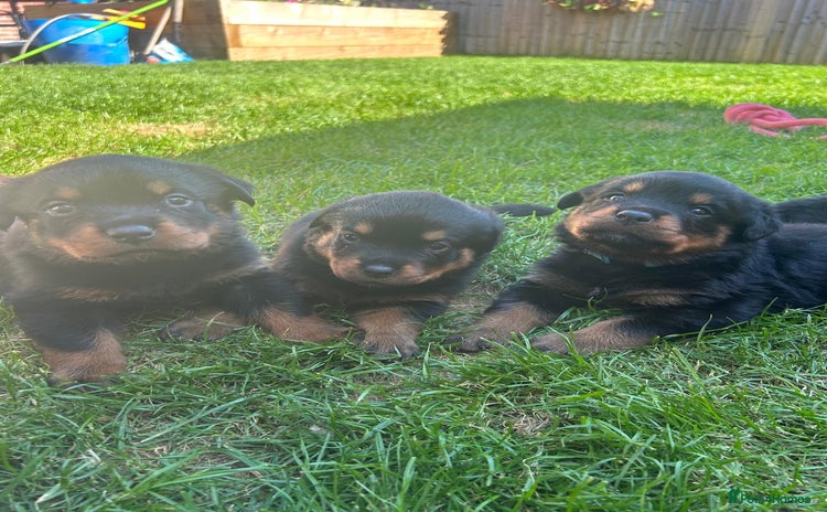 Rottweiler dogs - Advert 2