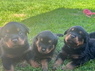 Rottweiler dogs - Advert 2