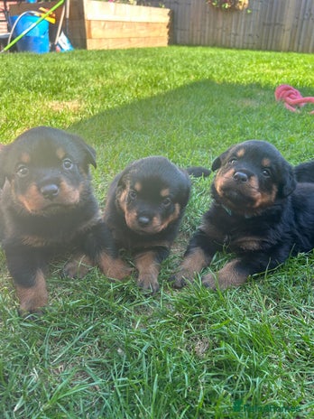 Rottweiler dogs - Advert 1