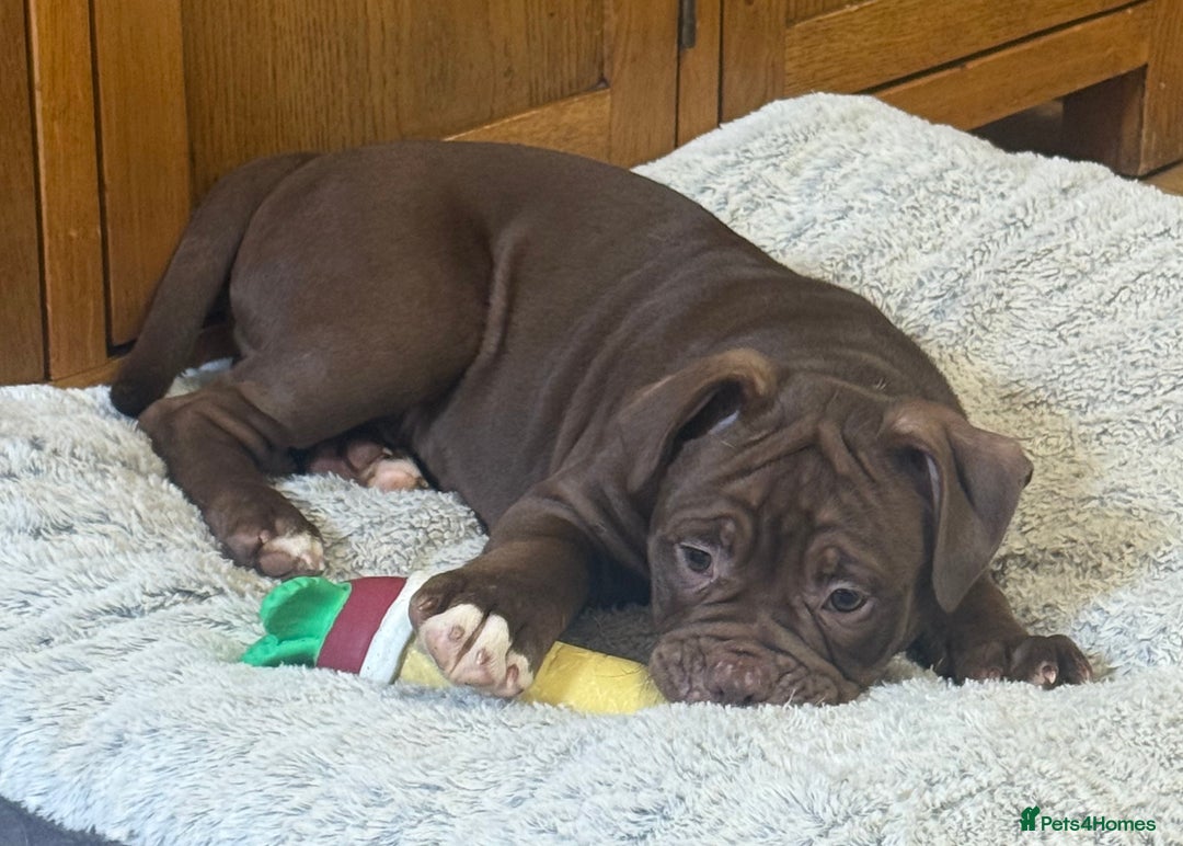 Olde English Bulldogge dogs for sale: 2 Olde English Bulldogge NEBBR registered boys - Advert 9