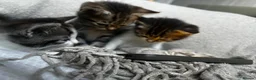 Mixed Breed cats for sale: 💕Beautiful kittens looking for loving homes💕 - Advert 9