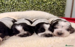 Cocker Spaniel dogs for sale: 🖤🤍 KC REG Show Cocker Spaniel Puppies For Sale - Advert 4