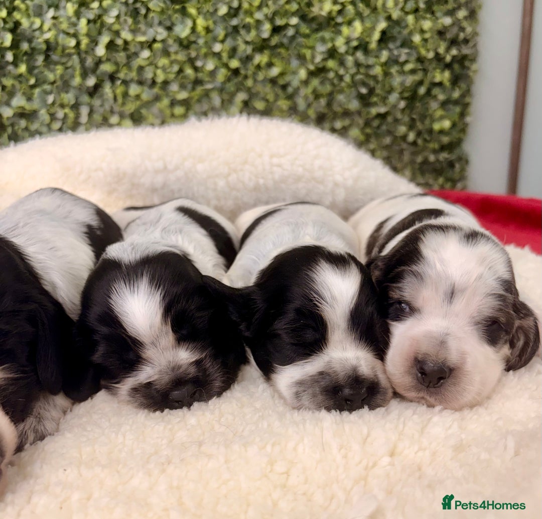 Cocker Spaniel dogs for sale: 🖤🤍 KC REG Show Cocker Spaniel Puppies For Sale - Advert 4