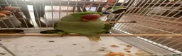 Conures birds for sale: Alexandrine Parakeet male Parrot 21 months old  - Advert 3